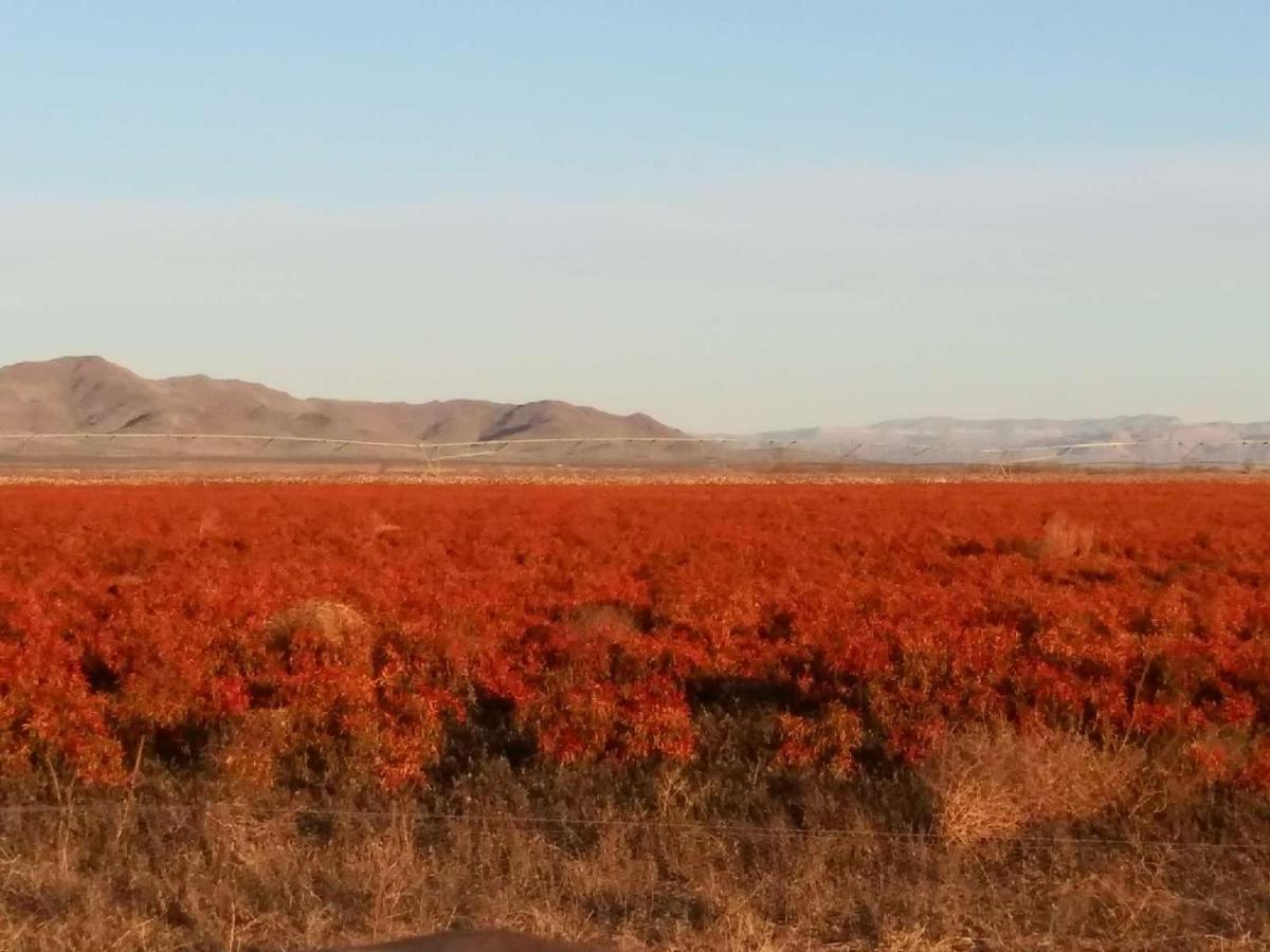 Camping At Desert Gardens Oasis In Lobo, Tx バン・ホーン エクステリア 写真