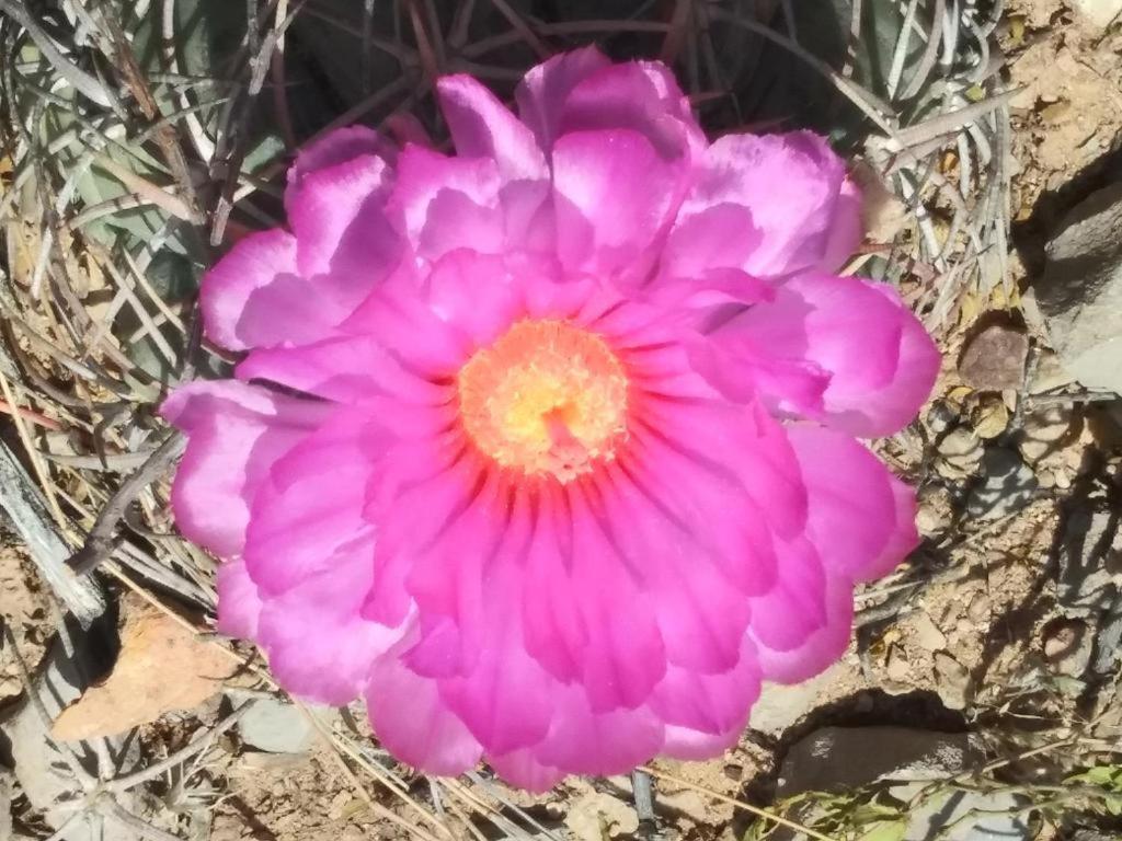 Camping At Desert Gardens Oasis In Lobo, Tx バン・ホーン エクステリア 写真