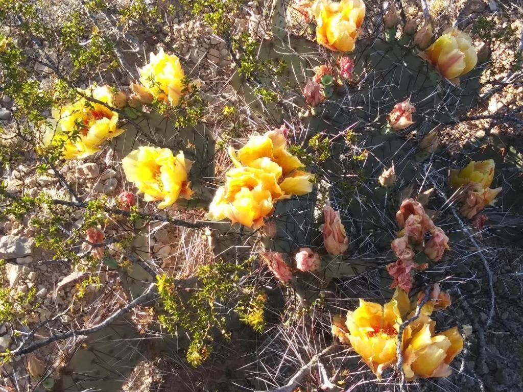 Camping At Desert Gardens Oasis In Lobo, Tx バン・ホーン エクステリア 写真